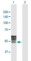 Anti-ISLR Rabbit Polyclonal Antibody