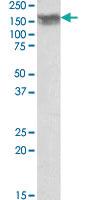 Anti-NCAM1 Goat Polyclonal Antibody