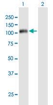 Anti-CCNF Mouse Polyclonal Antibody