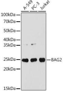 Antibody A306969-100 100 µl