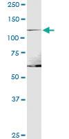 Anti-ITGA1 Mouse Polyclonal Antibody