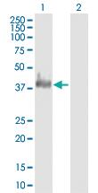 Anti-DCAF7 Mouse Polyclonal Antibody