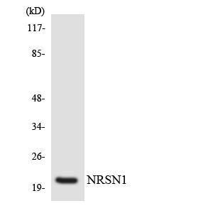 Western blot analysis of the lysates from 293 cells using Anti-NRSN1 Antibody