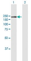 Anti-ITGA1 Mouse Polyclonal Antibody