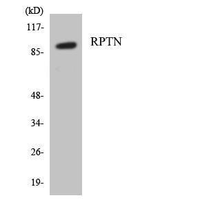 Western blot analysis of the lysates from HepG2 cells using Anti-RPTN Antibody