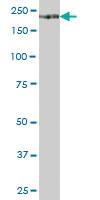 Anti-ITGA1 Mouse Polyclonal Antibody