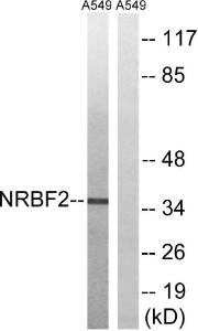 Western blot analysis of lysates from A549 cells using Anti-NRBF2 Antibody. The right hand lane represents a negative control, where the Antibody is blocked by the immunising peptide