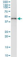 Anti-AIFM2 Rabbit Polyclonal Antibody