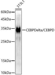 Western blot analysis of 3T3L1, using Anti-CEBP Delta / CEBPD Antibody [ARC52980] (A308108) at 1:20000 dilution