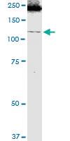 Anti-ITGA1 Mouse Polyclonal Antibody