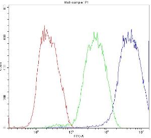 Anti-ATF2 Polyclonal Antibody