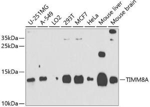 Anti-TIMM8A/DDP antibody