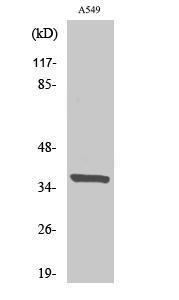 Western blot analysis of various cells using Anti-NRBF2 Antibody