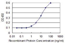 Anti-BLZF1 Mouse Monoclonal Antibody [clone: 2E10]