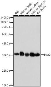 Western blot analysis of various lysates, using Anti-PIM2 Antibody [ARC2497] (A308109) at 1:1,000 dilution