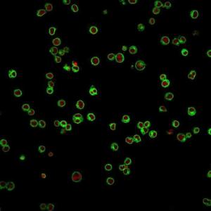 Immunofluorescent analysis of Jurkat cells stained with Anti-CD3 epsilon Antibody [UCHT1] followed by Goat Anti-Mouse IgG (CFand#174; 488) (Green). The nuclear counterstain is RedDot (Red)