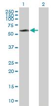 Anti-STIP1 Mouse Polyclonal Antibody