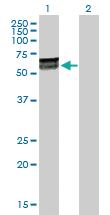 Anti-KLHDC4 Rabbit Polyclonal Antibody