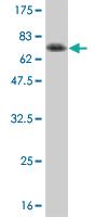 Anti-SPP1 Mouse Monoclonal Antibody [clone: 4B2]