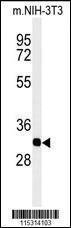 Anti-PHB2 Rabbit Polyclonal Antibody (HRP (Horseradish Peroxidase))