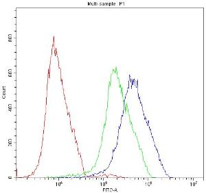 Anti-ATF2 Polyclonal Antibody