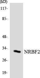 Western blot analysis of the lysates from RAW264.7 cells using Anti-NRBF2 Antibody