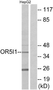 Western blot analysis of lysates from HepG2 cells using Anti-OR5I1 Antibody. The right hand lane represents a negative control, where the Antibody is blocked by the immunising peptide