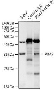 Immunoprecipitation analysis of 300 µg extracts of Raji cells using 3 µg of Anti-PIM2 Antibody [ARC2497] (A308109). This Western blot was performed on the immunoprecipitate using Anti-PIM2 Antibody [ARC2497] (A308109) at a dilution of 1:1000