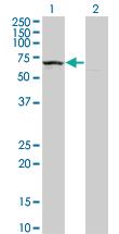 Anti-KLHDC4 Mouse Monoclonal Antibody [clone: 4G11]