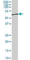 Anti-STIP1 Mouse Polyclonal Antibody