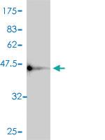 Anti-PRKD1 Mouse Polyclonal Antibody