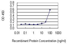 Anti-VPS16 Mouse Monoclonal Antibody [clone: 2F10]