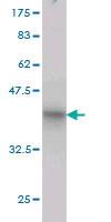 Anti-RHOT1 Mouse Monoclonal Antibody [clone: 4H4]