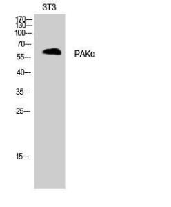 Western blot analysis of 3T3 cells using Anti-PAK1 Antibody