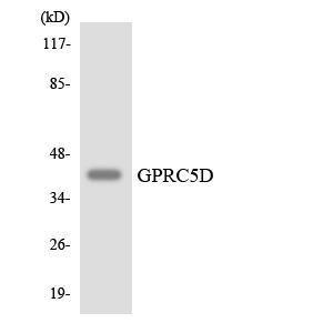 Anti-GPCR GPRC5D Rabbit Polyclonal Antibody