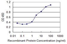 Anti-CDKN2B Mouse Monoclonal Antibody [clone: 8C4]