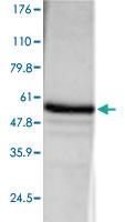 Anti-ATG7 Rabbit Polyclonal Antibody