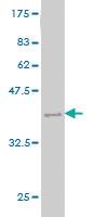 Anti-MTHFS Mouse Monoclonal Antibody [clone: 2C12]