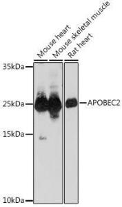 Anti-APOBEC2 Rabbit Polyclonal Antibody