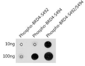 Dot blot analysis of a mixture of peptides using Anti-Brd4 (phospho Ser492 + Ser494) Antibody (A305650) at a 1:1000 dilution