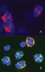 Anti-ATG7 Rabbit Polyclonal Antibody