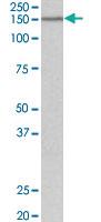 Anti-PCDH17 Goat Polyclonal Antibody