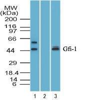 Anti-GFI1 Rabbit Polyclonal Antibody