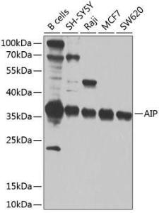 Western blot analysis of extracts of various cell lines, using Anti-AIP Antibody (A12404) at 1:1,000 dilution. The secondary antibody was Goat Anti-Rabbit IgG H&L Antibody (HRP) at 1:10,000 dilution.