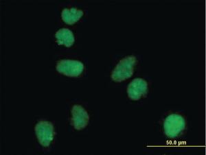 Anti-ATR Mouse Monoclonal Antibody [clone: 3F2]