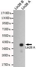 Anti-LIN28A Mouse Monoclonal Antibody [clone: 13k83]