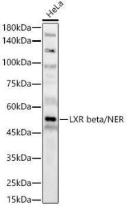 Antibody A309639-100 100 µl