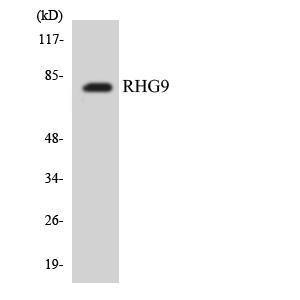 Western blot analysis of the lysates from COLO205 cells using Anti-RHG9 Antibody