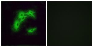 Immunofluorescence analysis of A549 cells using Anti-OR5I1 Antibody. The right hand panel represents a negative control, where the Antibody was pre-incubated with the immunising peptide