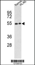 Anti-NR1H2 Rabbit Polyclonal Antibody